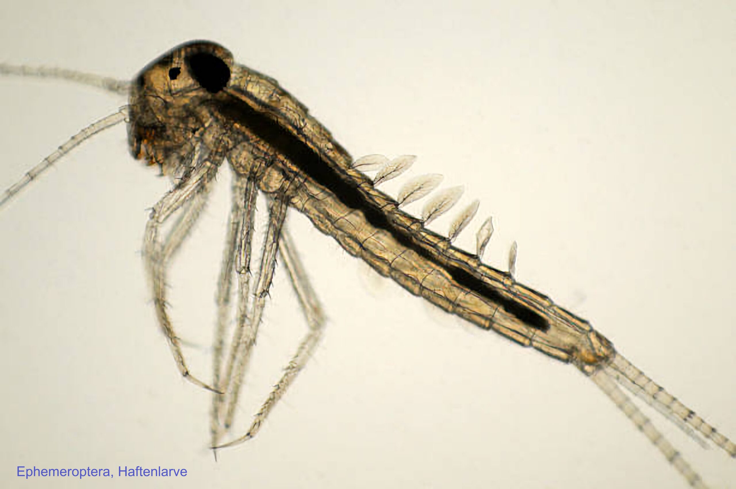 Macrofauna en Plankton Werkgroep